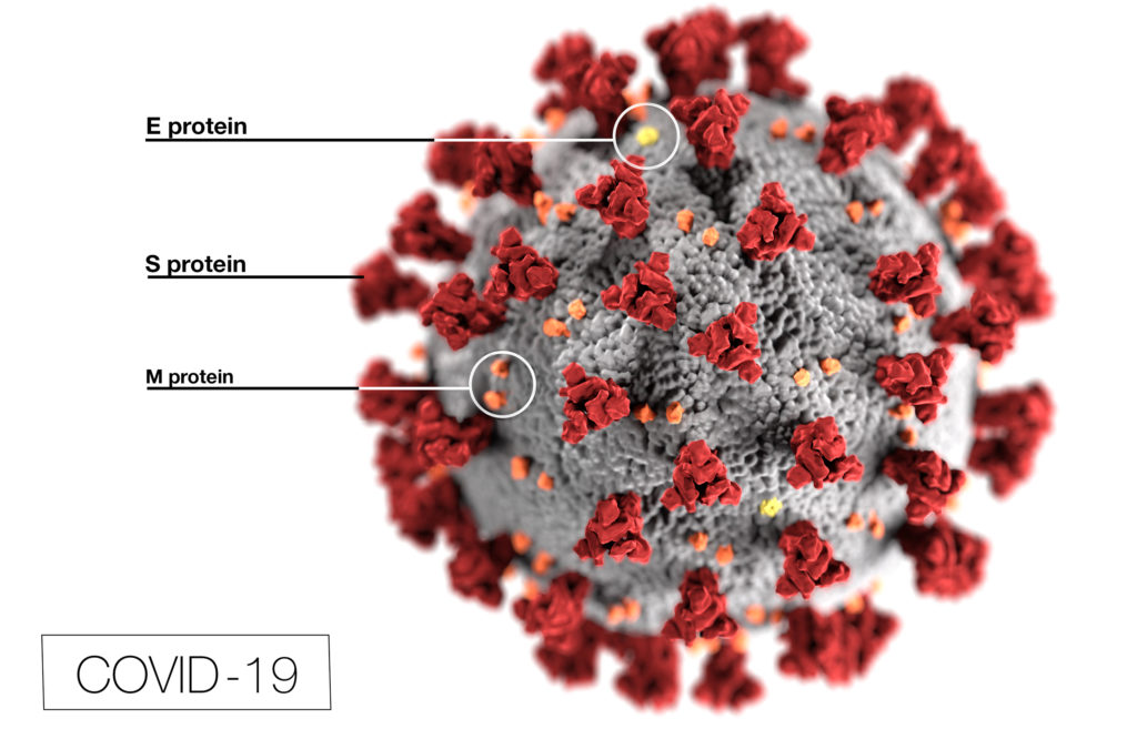 COVID-19 envelope virus