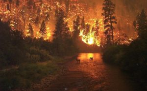 Silhouettes of deer standing in a river while a fire burns in the hills behind them.