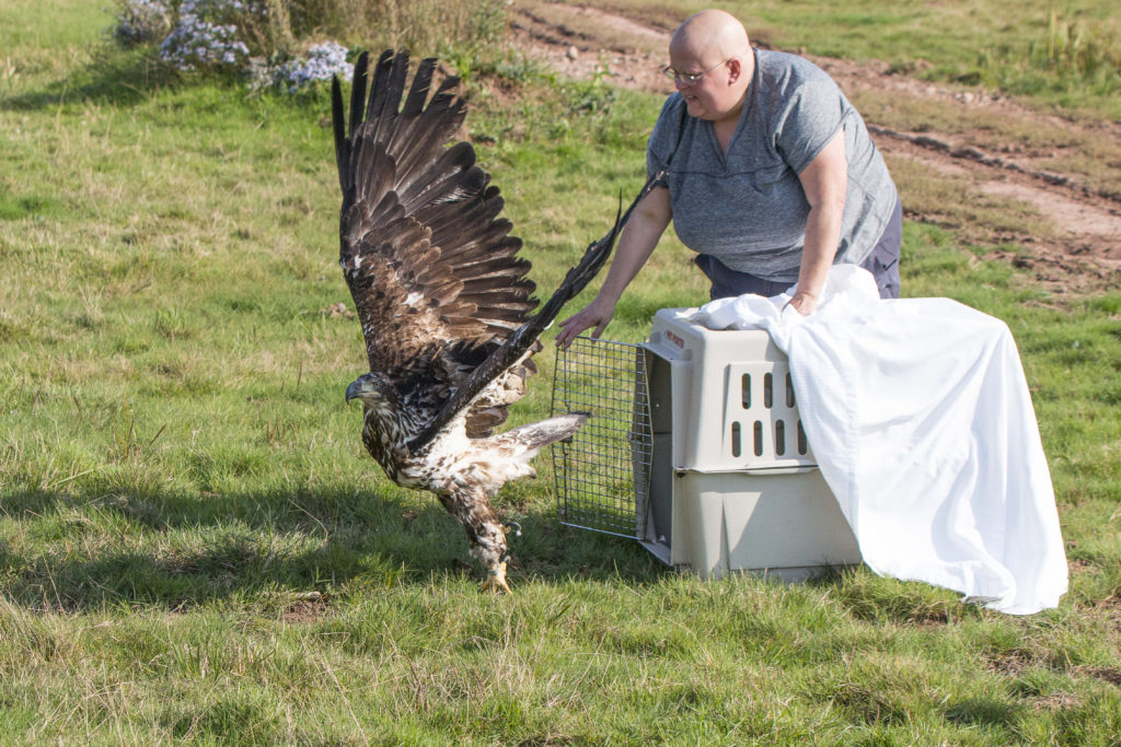 Helene Van Doninck opens the door of a large crate as an eagle flies out over a grassy field.