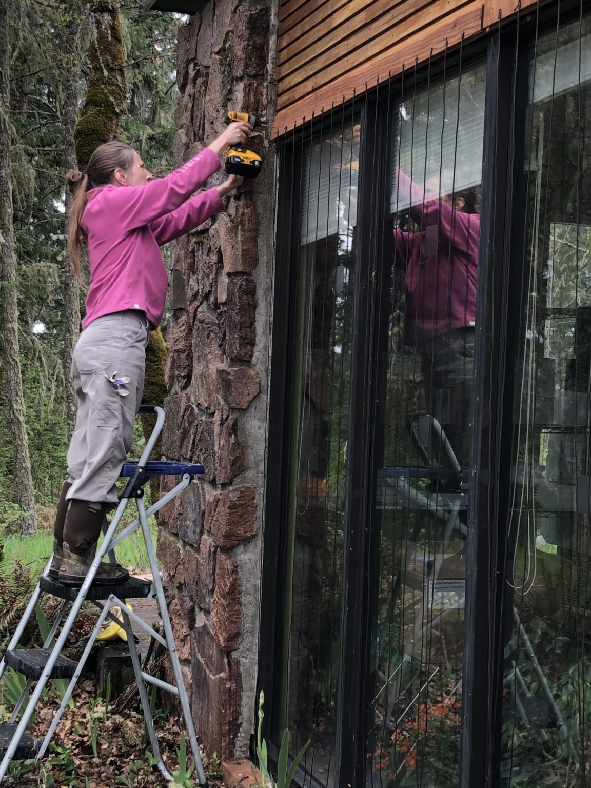 Bird Safe Windows International Wildlife Rehabilitation Council