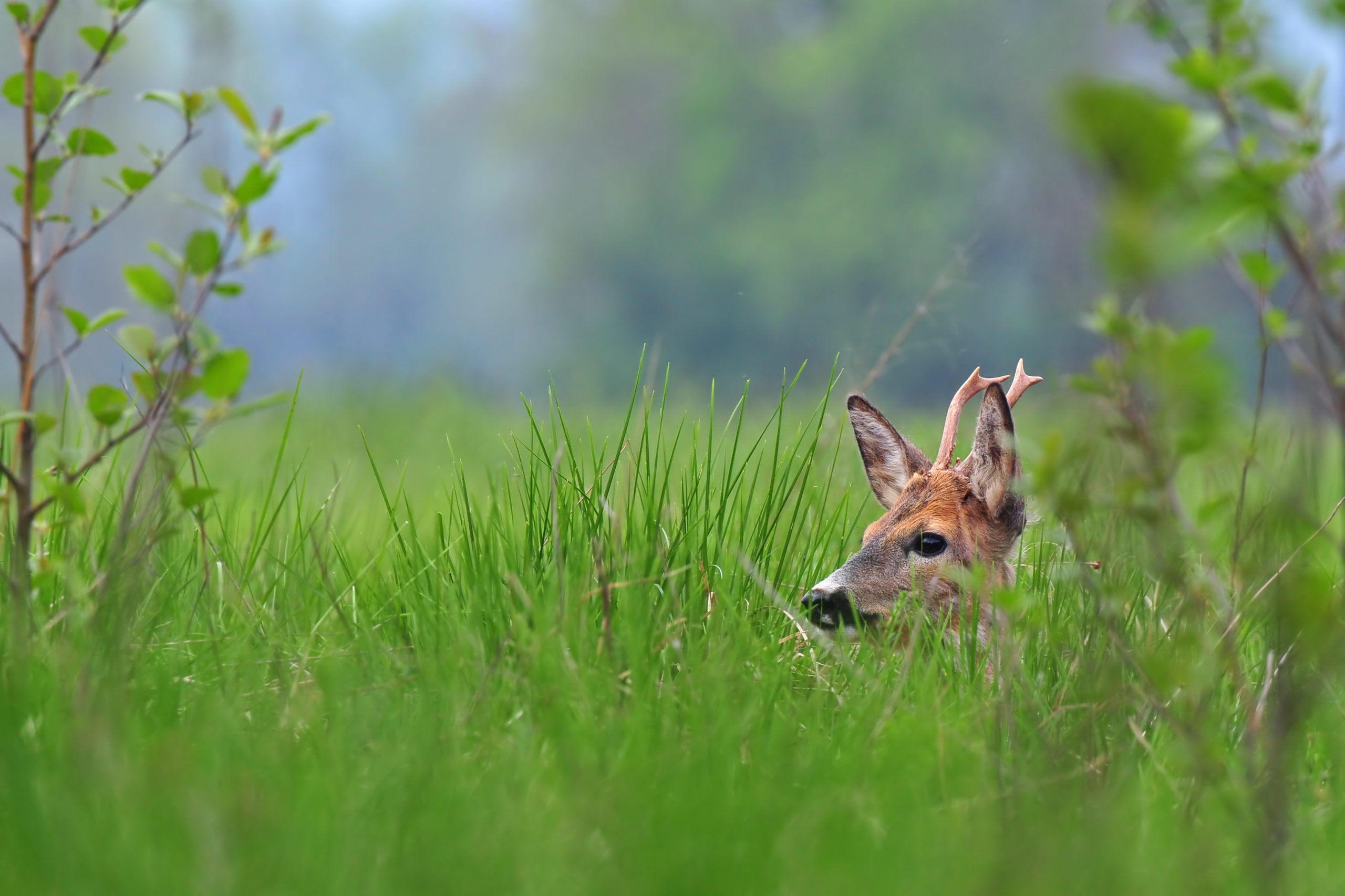 Home - International Wildlife Rehabilitation Council