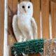 Captive Bred British Barn Owl for Static Display