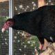 Turkey Vulture available for placement