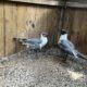 Gullfriend, Singull, and Tiddly Winks laughing gulls
