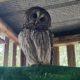 Barred owls available for placement