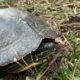 Cooter with carapace injury looking for missing piece