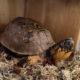 Tripod box turtle for permanent placement