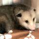 Sweet, easy-going opossum seeks forever home