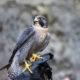 Wanted: Imprinted or glove-trained male Anatum Peregrine for educational use