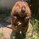 3-year old male beaver seeking placement with conspecifics