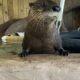 6-year old female otter seeking placement with conspecifics