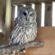 Hedwig, the Barred owl available