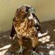 Glove-trained Red-tailed Hawk Needs New Home