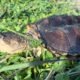 Common Snapping Turtle