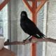 Ammo the Crow is aiming for the right home