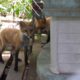 Friendly and socialized pair of Red Foxes looking for placement