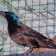 Common Grackle looking for a home