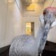 Wanted: Sandhill Crane and American Crow