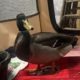 Placement needed for mal-imprinted mallard drake