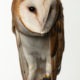 2.0 Barn Owls