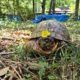 Non-releasable 3-legged Box Turtle Could Be Your Man