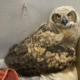 Great-horned owl fledgling