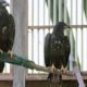 Flighted Male Juvenile Bald Eagle seeks Display Placement