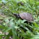 Baby Box Turtle is Footloose and Fancy-Free