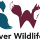 Wildlife Rehabber