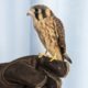 Fledgling American Kestrel - already social
