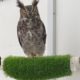 Adult Great Horned Owl for Placement