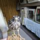 Imprinted Red-shouldered Hawk