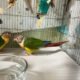 Survey to evaluate knowledge gaps and the scope and scale of Psittacine Beak and Feather Disease in Wild Parrots, and the impact on conserv ation and wildlife rehablitation
