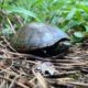 Misplaced Mississippi Mud Turtle is a Great Catch