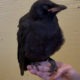 Imprinted Fledgling Crow for Education Placement