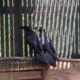 Bonded pair of young Common Ravens for display