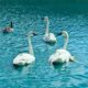 Three Trumpeter Swans for Display