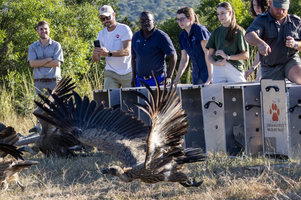 Inside Moholoholo’s Largest Vulture Rehabilitation Effort