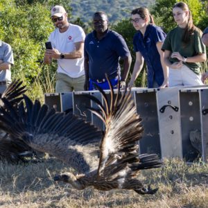 Inside Moholoholo’s Largest Vulture Rehabilitation Effort