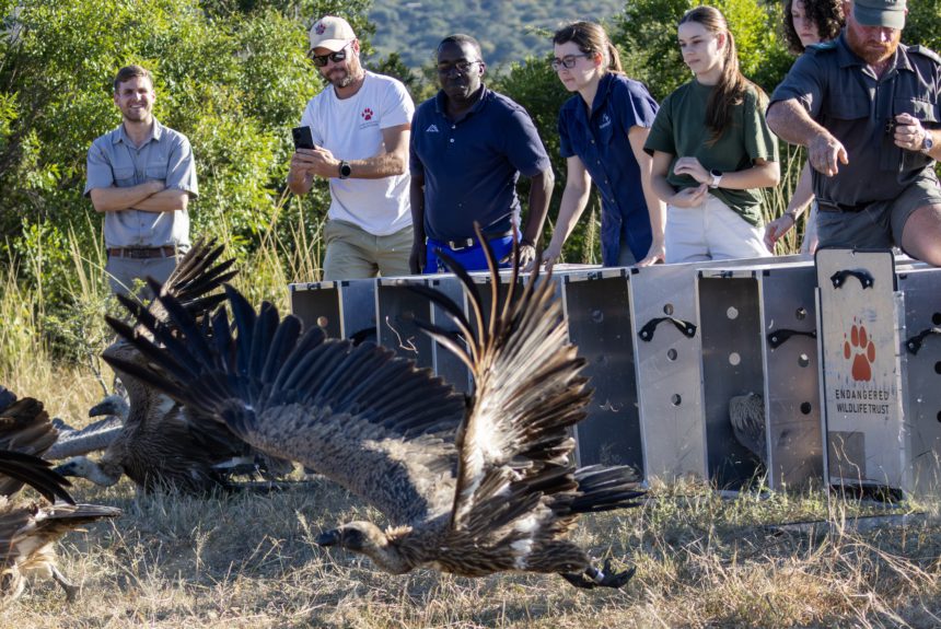 Inside Moholoholo’s Largest Vulture Rehabilitation Effort