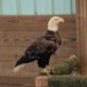 Static Display Adult Bald Eagle