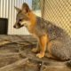 Two imprinted female Gray Foxes for placement
