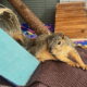 Gentle Juvenile Fox Squirrel