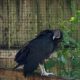 Black Vulture- ISO Static Display