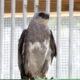 Mississippi Kite