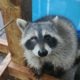 Young Raccoon with enucleation for placement