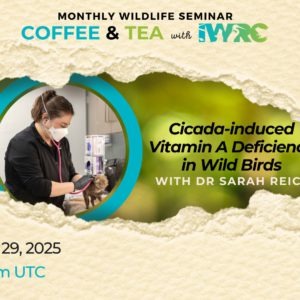 Cicada-induced  Vitamin A Deficiency in Wild Birds