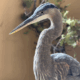 Great Blue Heron Needs Placement