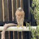 Red-Shouldered Hawk for Placement