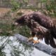 Non-releasable juvenile Bald Eagle for education or static display